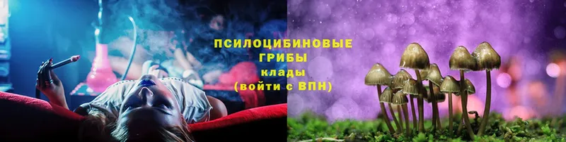 Псилоцибиновые грибы Psilocybe  как найти   Новоалтайск 